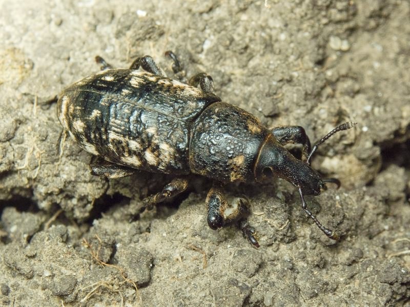 Adosomus roridus (Pallas, 1781)